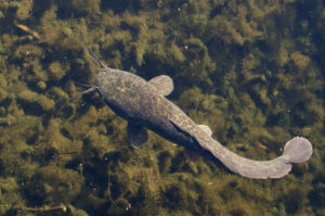 catfish for aquaponics