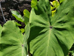 taro in aquaponics