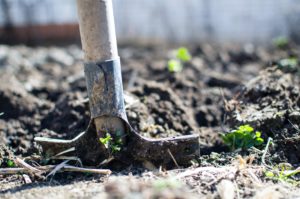 Aquaponics vs Traditional Gardening