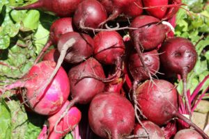 beets for aquaponics