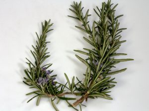 rosemary for aquaponics