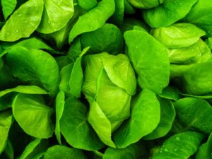 Lettuce is great for aquaponics