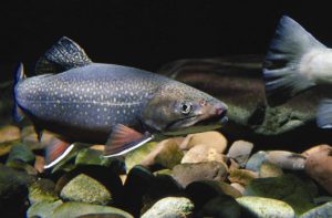 trout for aquaponics