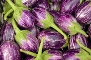 eggplant for aquaponics