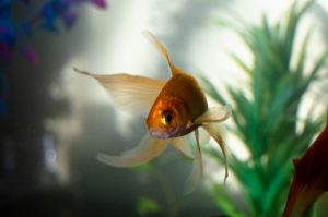 goldfish for aquaponics