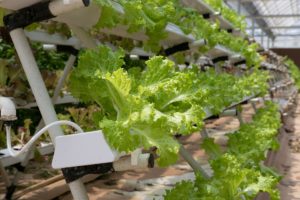 Types of Aquaponics Systems