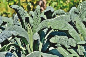 kale in aquaponics