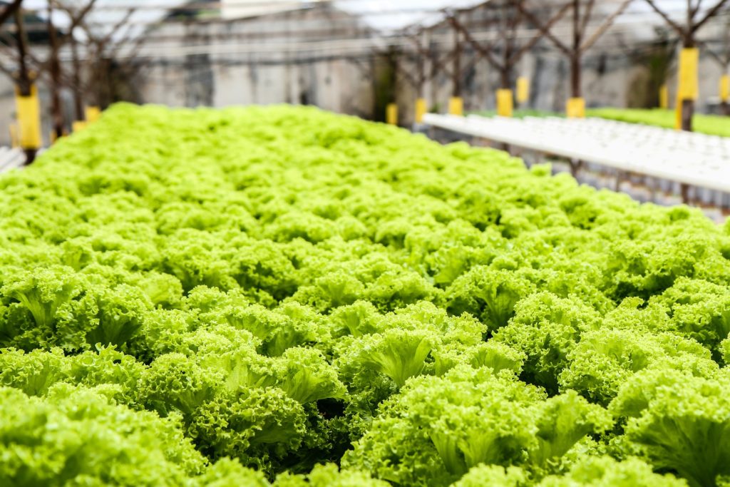 hydroponic lettuce