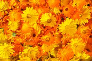 marigolds for aquaponics