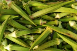 okra for aquaponics