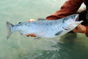 sockeye salmon