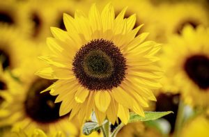 sunflowers for aquaponics