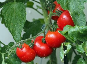 tomatoes for aquaponics